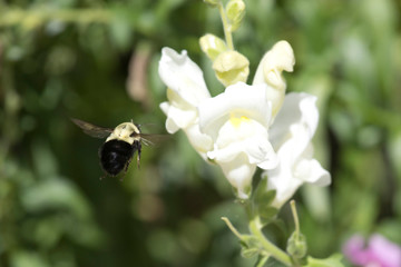 Bumblebee getting pollen from snapdragon flowers