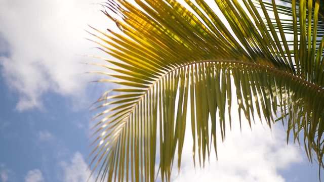 Footage of palm leaf on wind in slow motion and in background blue sky on Caribbean island
