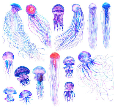 Jelly fish Stock Vector Images - Alamy