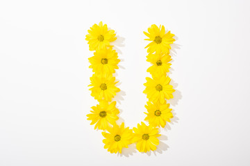Obraz premium top view of yellow daisies arranged in letter U on white background