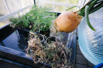Growing fresh herbs in a city apartment