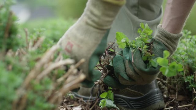 Professional Gardener hand-weeding