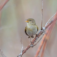 Common Chiffchaff (Phylloscopus collybita) perched on a branch. The common chiffchaff (Phylloscopus collybita), or simply the chiffchaff, is a common and widespread leaf warbler.