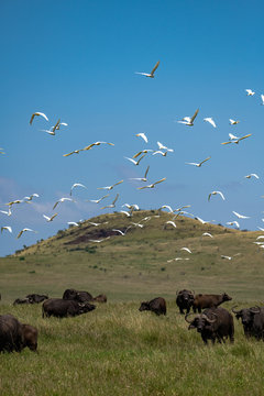 cattle egret in flight