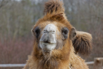 Portrait of a camel looking to the camera.  (Camelus bactrianus)