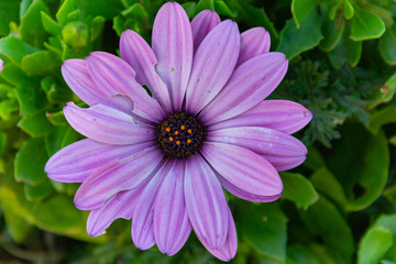 Obraz premium la flor de mi jardin 