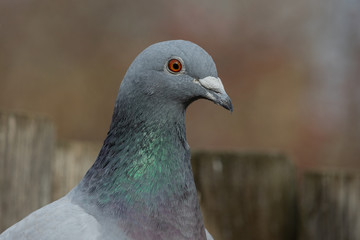 Portrait of a pigeon.Homing pigeon, racing pigeon or domestic messenger pigeon.