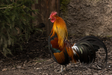 View of the rooster in the paddock.(Gallus gallus)