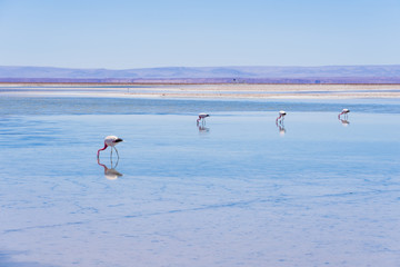 Fototapeta premium Exploring the area around San Pedro de Atacama in Chile