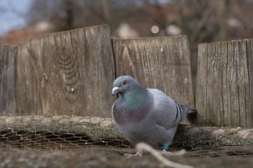 Pigeon standing on a wire fencing. Pigeon is a bird that lives in close proximity to human for thousand of years. (Columba livia domestica) 