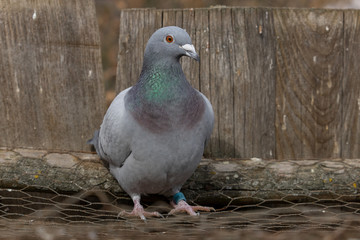 Portrait of a standing pigeon on a wire mesh. Urban birds and animals. (Columba livia f. domestica)