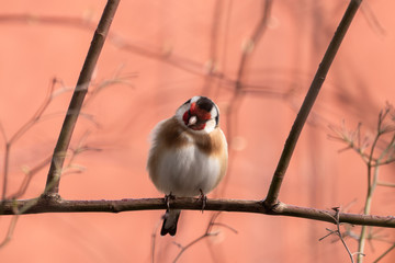 Vögel an der Winterfütterung
