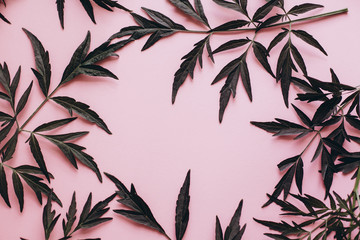 Branches of medicinal Elderberry on a pink background.