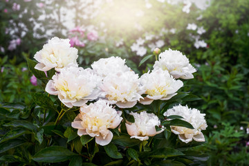White peonies in the garden among green bushes and trees_