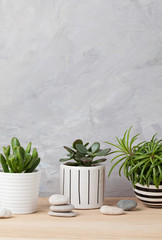 Collection of various succulents and plants in colored pots. Potted cactus and house plants against light wall. The stylish home garden