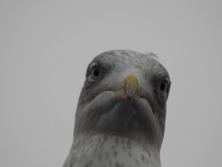 Close-up of a seagull's head