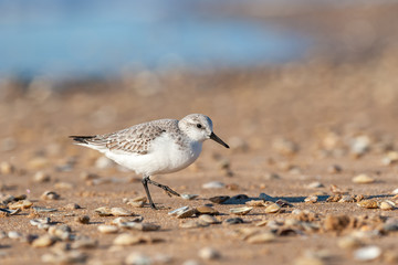 Portrait of adult sanderling (Calidris alba) walking along the sandy beach with shells