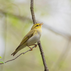 The wood warbler (Phylloscopus sibilatrix) is a common and widespread leaf warbler which breeds throughout northern and temperate Europe.