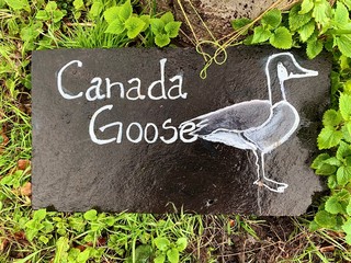 A stone slate sign with the words Canada Goose and an illustration of a drawing of a bird lays on the lawn surrounded by green grass in winter during the daytime. Mitcham, London 