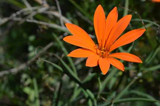 Flor anaranjada
