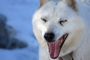 Gros plan sur les huskys au Plateau du Retord en France