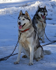 Gros plan sur les huskys au Plateau du Retord en France