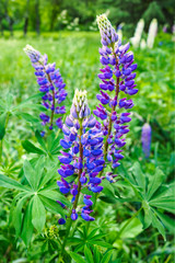 Violet flowers of Russell lupin with green leaves in meadow, selective focus.