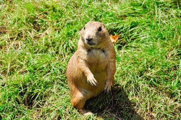 Prairie Dog