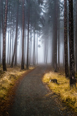 Mysterious Misty Forest In Czech Republic