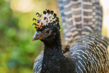 Closeup of bare-faced curassow in nature