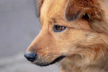 Portrait of dog with light brown wool in profile close up_
