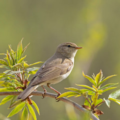 Common Chiffchaff (Phylloscopus collybita) perched on a branch. The common chiffchaff (Phylloscopus collybita), or simply the chiffchaff, is a common and widespread leaf warbler.