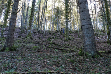 Forêt sur le Plateau du Retord en France