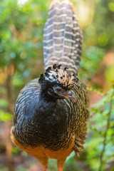 Closeup of bare-faced curassow in nature