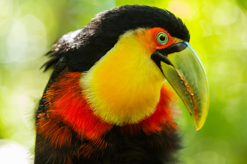 Closeup of a green-billed toucan