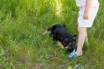 A little girl of Caucasian appearance plays with a shepherd on the grass in summer