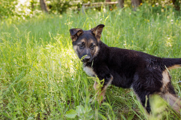 German shepherd puppy on the garden