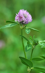 Blossom of the clover of red