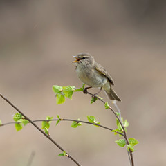 Common Chiffchaff (Phylloscopus collybita) perched on a branch. The common chiffchaff (Phylloscopus collybita), or simply the chiffchaff, is a common and widespread leaf warbler.