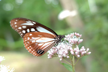 アサギマダラ蝶