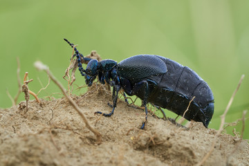 Oil Beetle Meloe proscarabaeus in Czech Republic