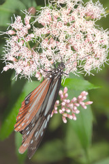 アサギマダラ蝶