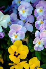Spring Flower, mixed colors of pansies in garden.