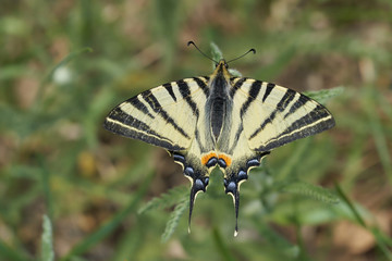 Scarce Swallowtail, Iphiclides podalirius in Czech Republic