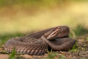 Female of European viper Vipera berus in Czech Republic