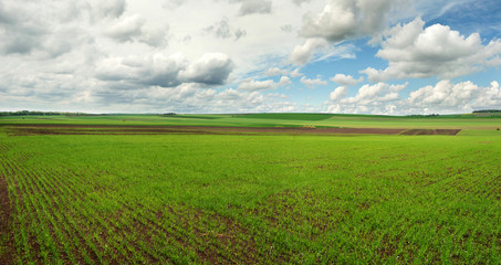 lines of young winter wheat shoots on big field with clouds sky
