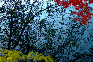 紅葉の水鏡