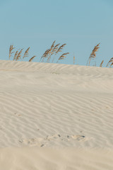 Tall grass of the sand dunes on Jekyll Island, Georgia.