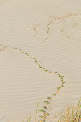 A vine on the rippled wavy sand dunes of Jekyll Island beach in Georgia.