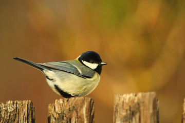 Portrait einer Kohlmeise bei Sonnenschein auf einem Holz Zaun oder Gartenzaun, Parus major